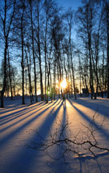 Winter sun through birch trees