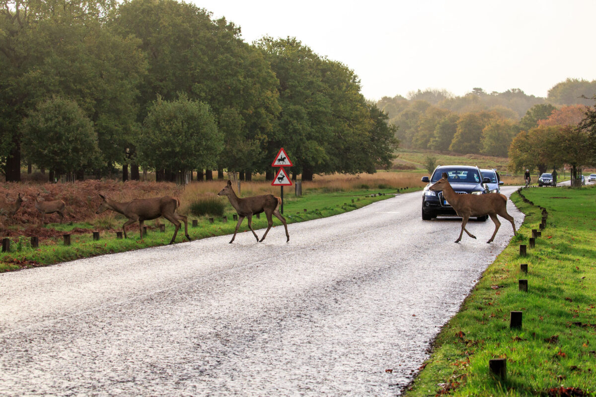 deer
