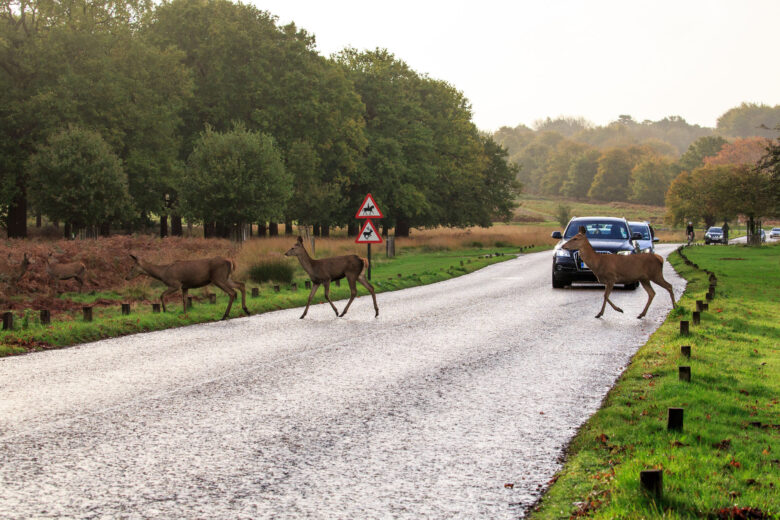 deer