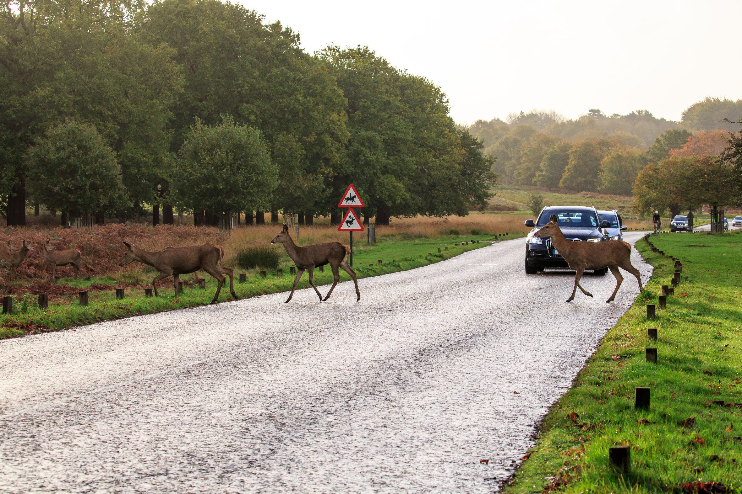 Avoid swerving for deer, warns GEM Motoring Assist | Business Motoring