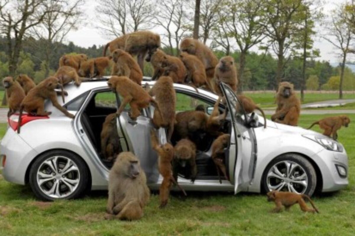 661_MonkeyBusiness e1336803096468