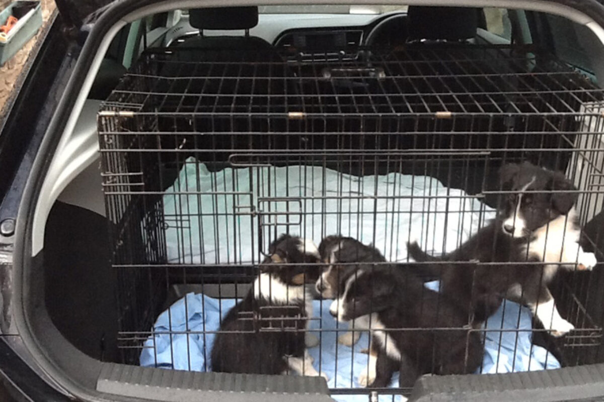 SEAT_Leon_pups5